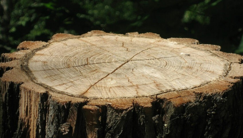 Grinding the Tree Stump The Easy Solution to Your Landscaping Woes