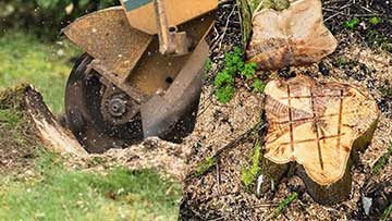 Stump Grinding And Stump Removal Pros And Cons