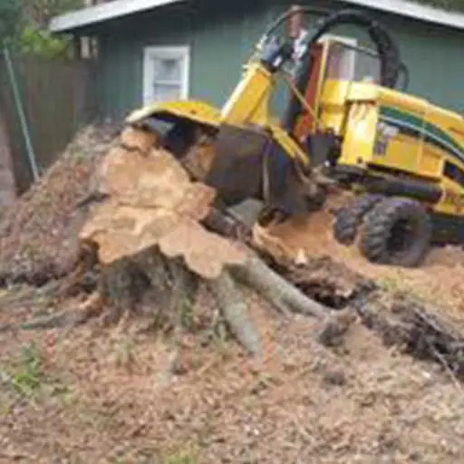 jacksonville fl tree removal