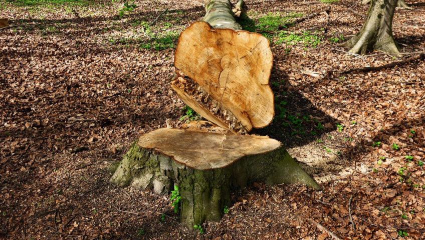 Get Rid of Those Ugly Stumps and Boost Your Curb Appeal with Stump Grinding in Jacksonville