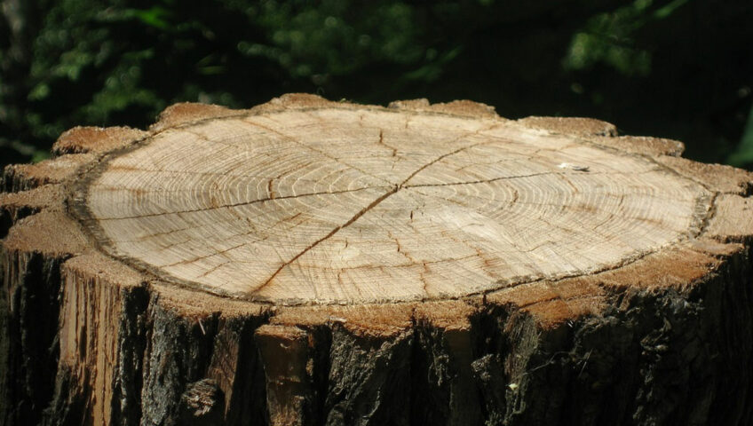 Is it cheaper to grind or remove a stump?