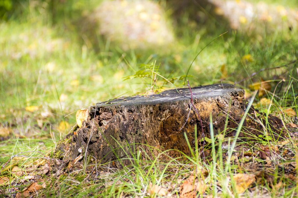 Safety Precautions to Consider During a Stump Grinding Process