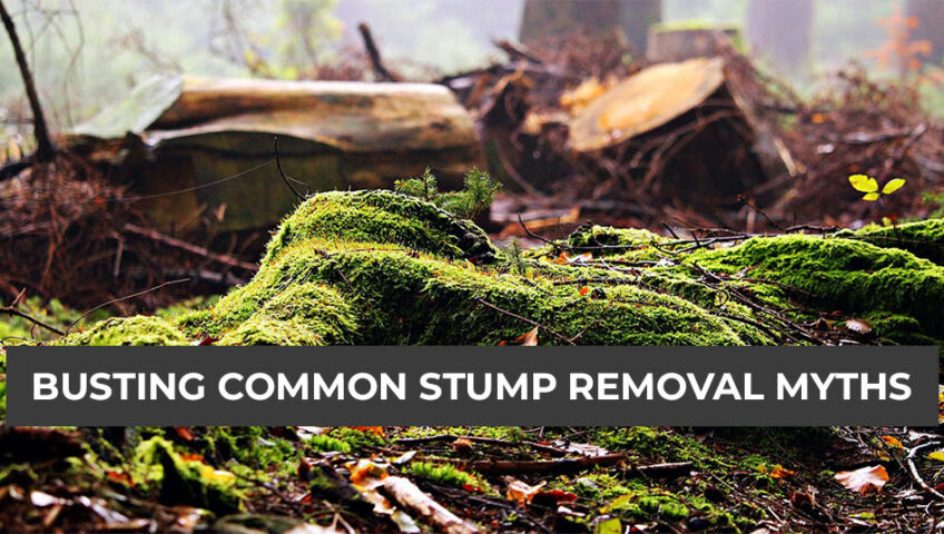 Busting Common Stump Removal Myths