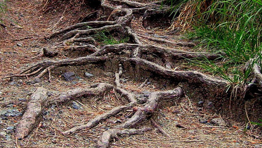Do roots grow after stump grinding?