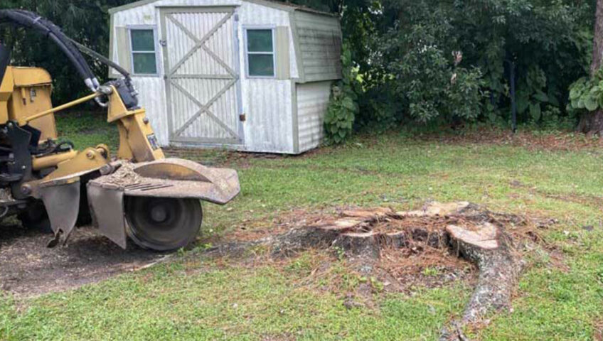 Enhancing Property Value: The Benefits of Stump Grinding for Landlords