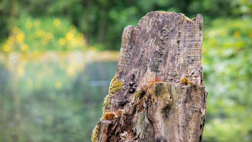 How Natural Stump Decay Can Be A Challenge For Homeowners